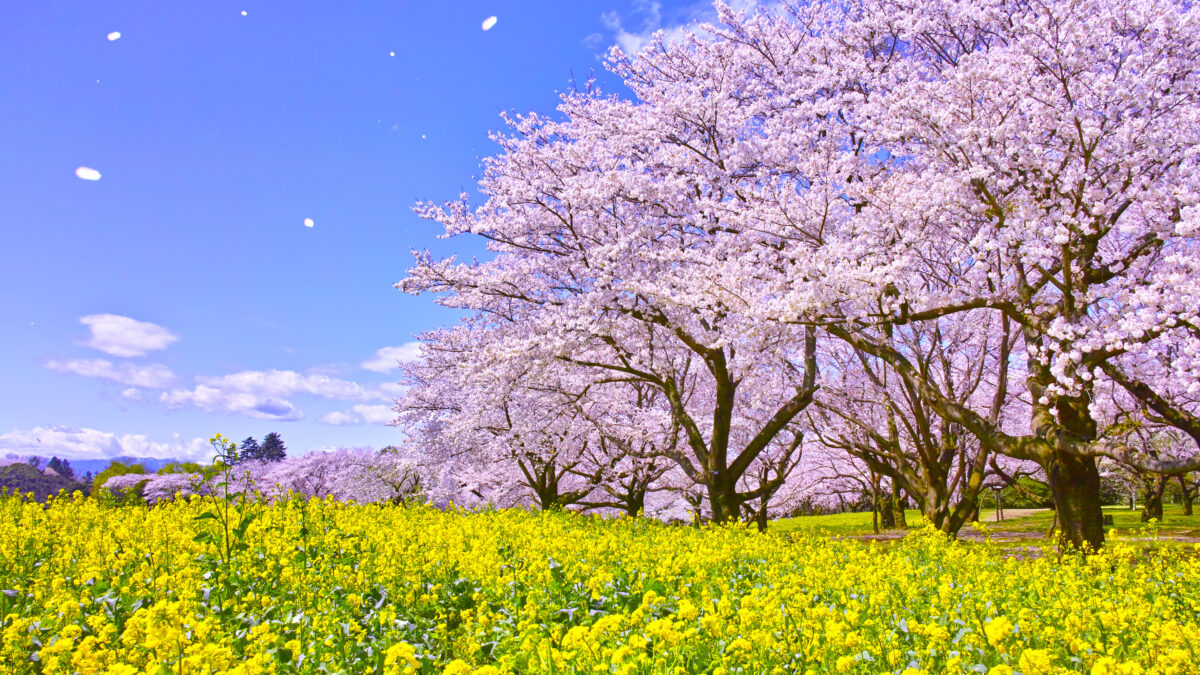 そろそろ桜の便りが・・・